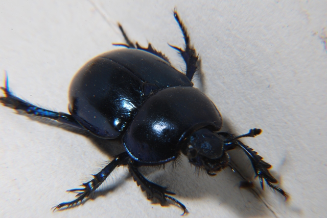 Geotrupidae: Trycoporis vernalis appenninicus